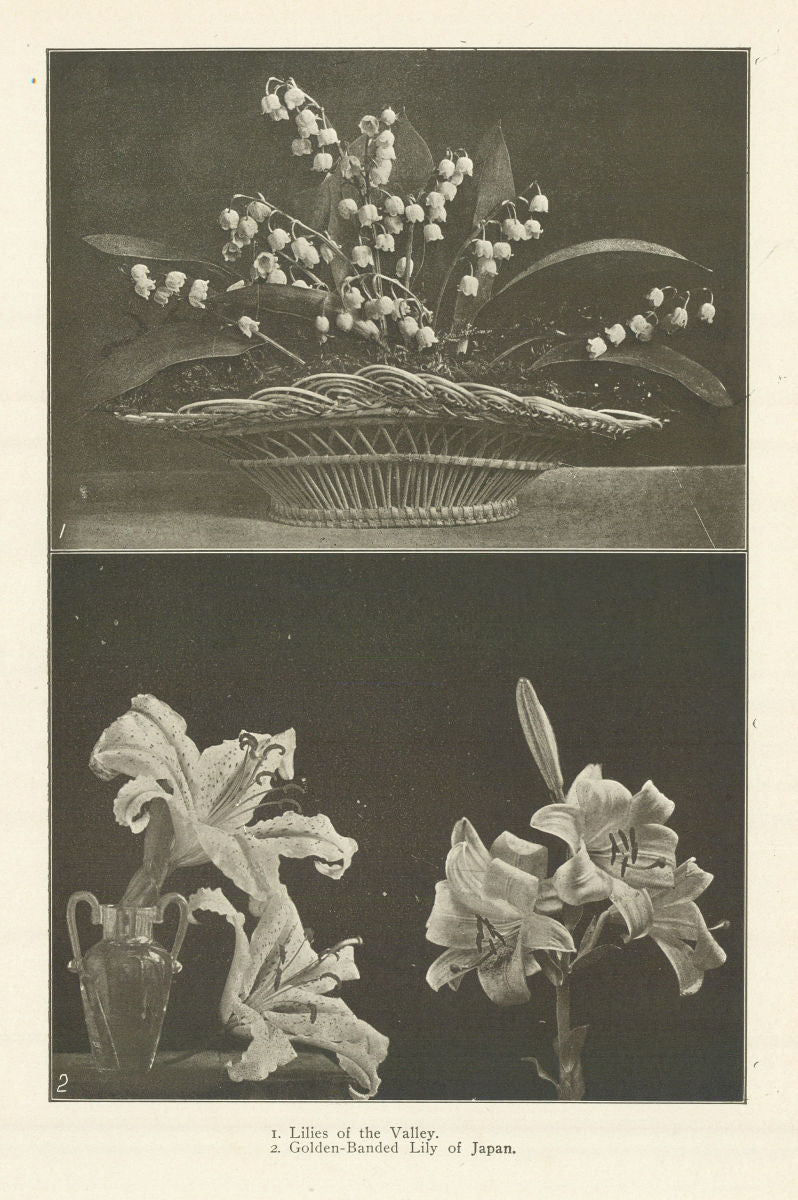 1. Lilies of the Valley. 2. Golden-Banded Lily of Japan 1907 antique print